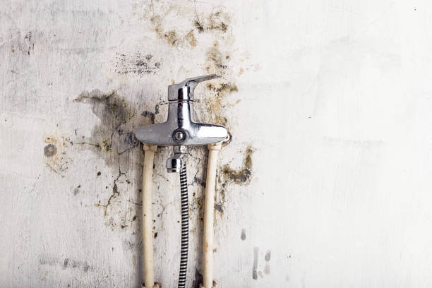 Fremont, NC Mold Removal Company