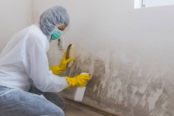 Best Office Mold Removal Services  in Fremont, NC