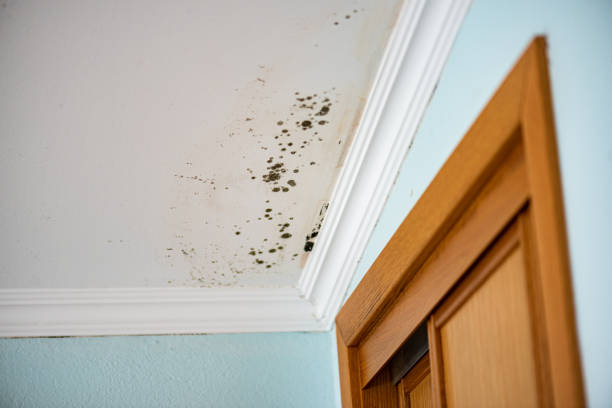 Best Commercial Mold Removal  in Fremont, NC