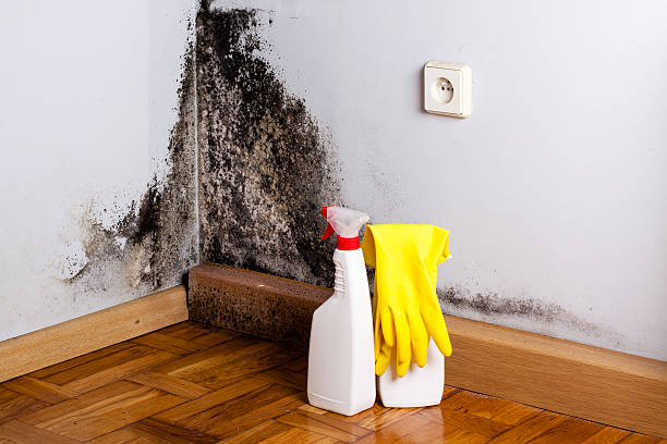 Best Mold Removal Company Near Me  in Fremont, NC