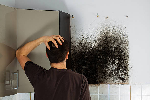 Best Emergency Mold Removal  in Fremont, NC