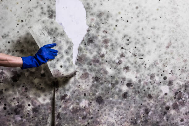 Attic Mold Removal in Fremont, NC