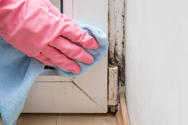 Certified Mold Removal in Fremont, NC