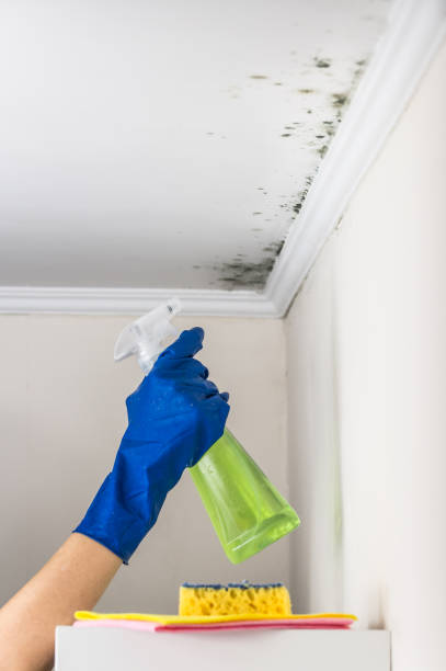Best Water Damage Restoration  in Fremont, NC